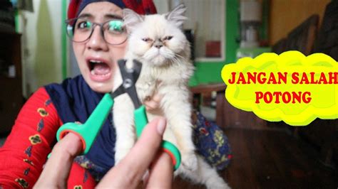 TUTORIAL CARA MERAYU KUCING AGAR MAU POTONG KUKU YouTube