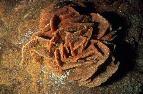 Desert Rose From The Sahara Photograph By Sinclair Stammersscience