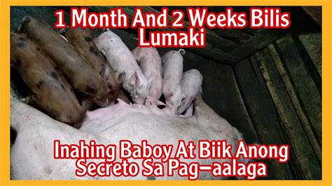 PAANO MAG ALAGA NG INAHING BABOY PARA MABILIS LUMAKI ANG MGA BIIK YouTube