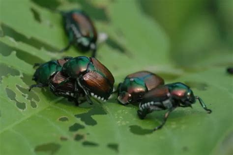 Lutte Contre Les Scarab Es Japonais De La Larve Du Gazon Au Scarab E