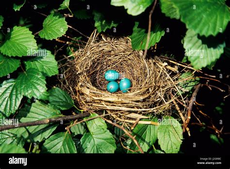 Catbird Eggs