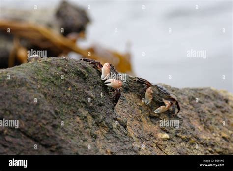 Striped Shore Crab Pachygrapsus Crassipes On The Pacific Coast