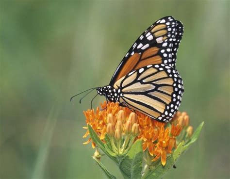 Eastern Monarchs Xerces Society