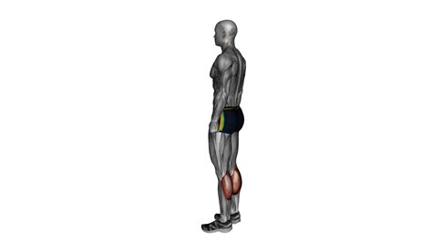 Mastering Calf Raises A Beginners Guide To Toned And Strong Calves 1000 Free Workouts