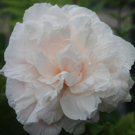 Paeonia Lactiflora Pecher Peony From Sandys Plants