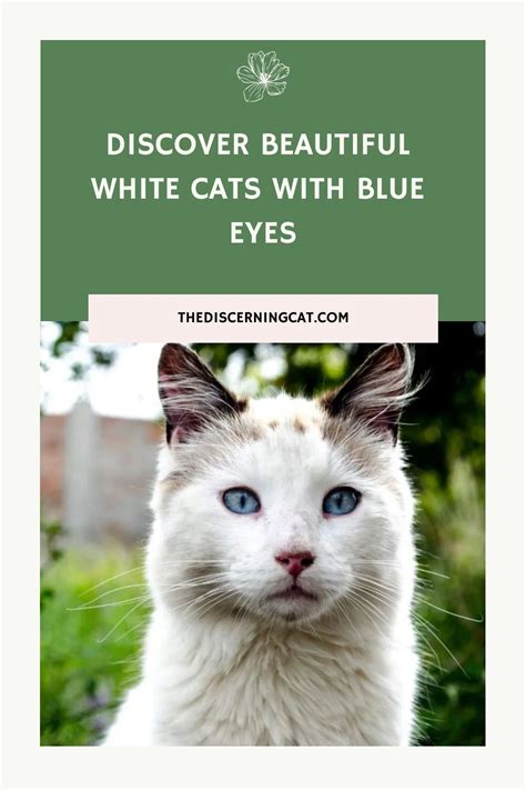 White Cat Breeds With Blue Eyes You Ll Love Artofit