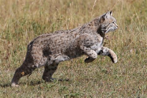 Bobcats Wildlife Amazing Facts And Photos The Wildlife