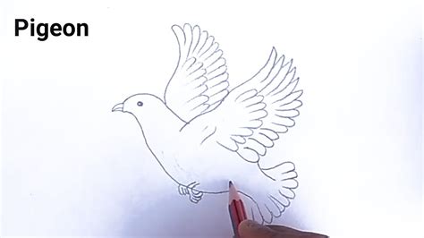 Pigeon Drawing Painting Easy Step By Step Kabootar Ka Drawing Kese