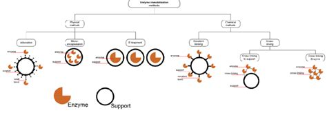 Enzyme Immobilization Methods Download Scientific Diagram