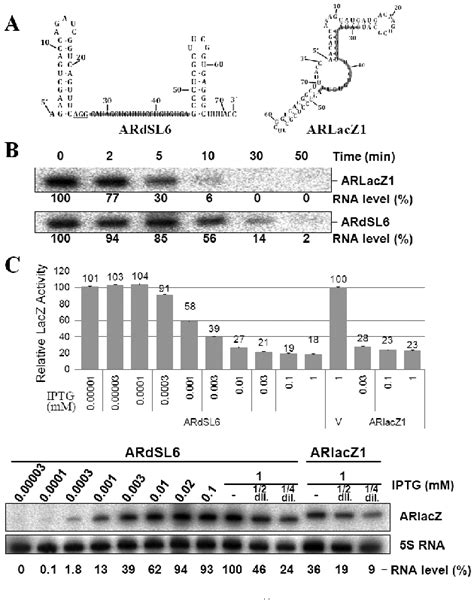 Figure From Effects Of Different Target Sites On Antisense Rna