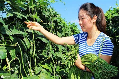 豆角夏季什麼時候種植合適呢，老農說要看節氣，夏季豆角養護要點 每日頭條