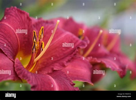 Red Daylily Flower Hi Res Stock Photography And Images Alamy