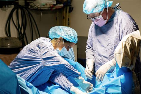 Equine Surgery Victorian Equine Group