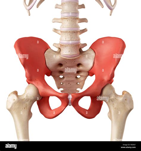 Medical Accurate Illustration Of The Hip Bone Stock Photo Alamy