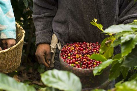 Honduras Kingdom Growers Coffee Returns Vournas Coffee Trading