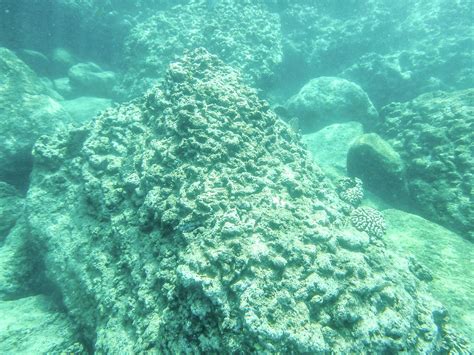 Sharks Cove Snorkeling In Oahu Hawaii North Shore Photograph By Alex