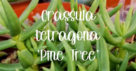 Crassula Tetragona Pine Tree SUCCULENTdotCARE