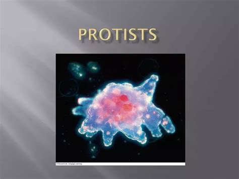 Ppt Protists Powerpoint Presentation Free Download Id1864302