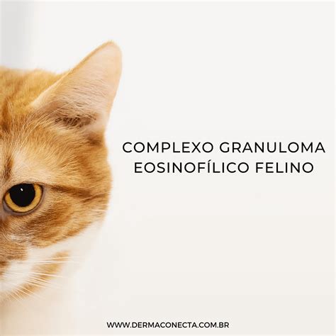 Granuloma Eosinofílico Felino Tratamento RETOEDU