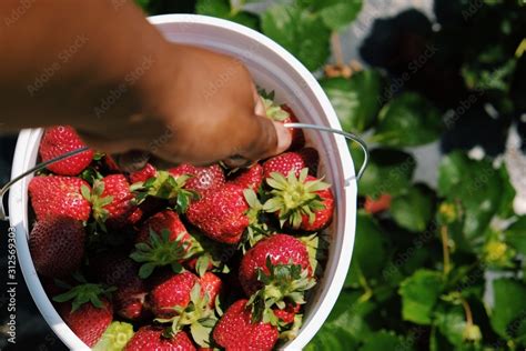 Strawberry Farm Stock Photo | Adobe Stock