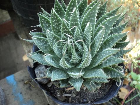 PLANTAS MORENAL Aloe Aristata Disponible En Maceta De Cultivo N12