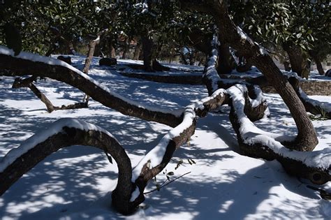 21 magical pictures of the snow day San Antonio got from its winter ...