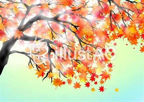 【100】 紅葉 木 イラスト