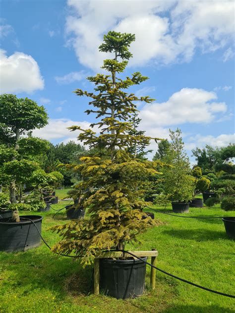 Abies Nordmanniana Aurea Caragh Nurseries