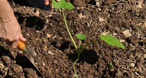 Planter Les Courges Tom Le Jardinier