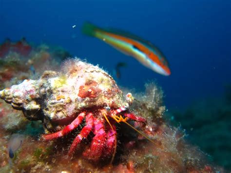 Scuba Diving In Cabo De Palos Islas Hormigas Marine Park