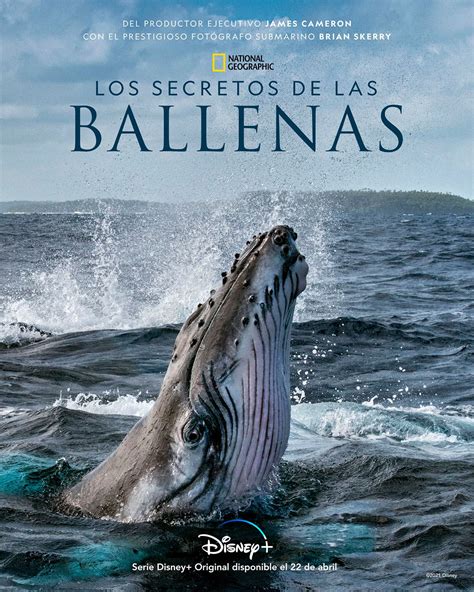 Los Secretos De Las Ballenas En Streaming SensaCine