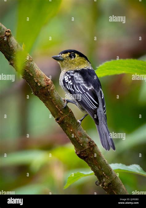 Barred Becard Pachyramphus Versicolor Male Stock Photo Alamy