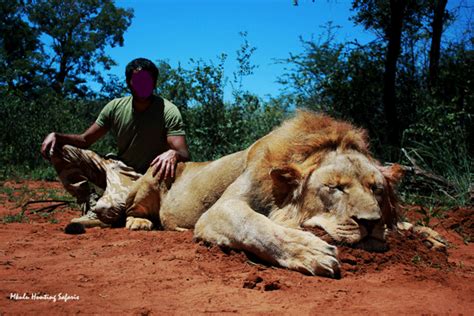 African lion hunting safari packages South Africa with the experts