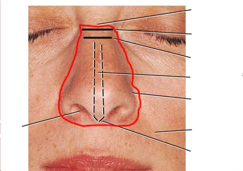 Nasal Region Diagram Quizlet