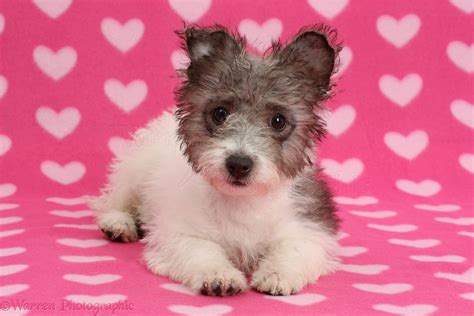 Dog Jack Russell X Westie Pup Photo Wp38019