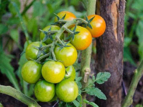 Cherry Tomatoes Varieties Reviews Description