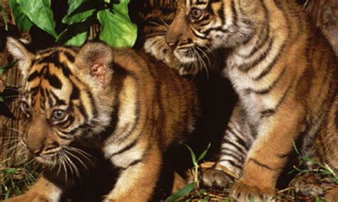 Sumatran Tiger Cubs | Photos | WWF