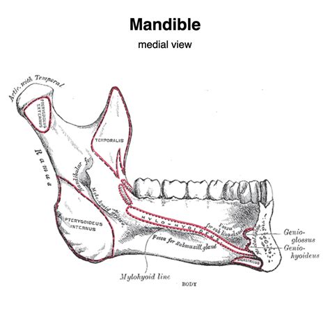 The Mandible Structure Attachments Fractures Teachmeanatomy Off