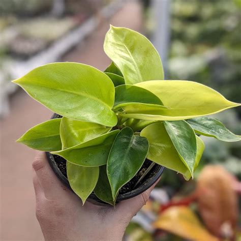 Philodendron Moonshine Jardins Zeillinger Botanix