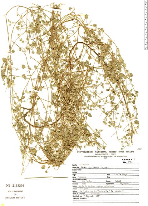 Sida Abutifolia Rapid Reference The Field Museum