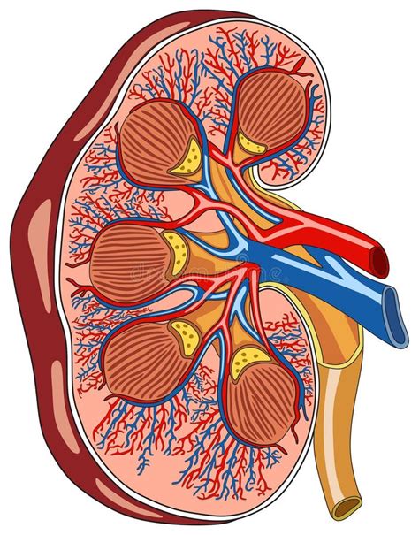 Human Kidney Anatomy Infographic Diagram Stock Vector Illustration Of