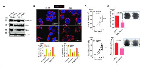 Pyruvate Dehydrogenase Kinase 1 Pdk 1 Regulates Drp1 Mediated Download Scientific Diagram