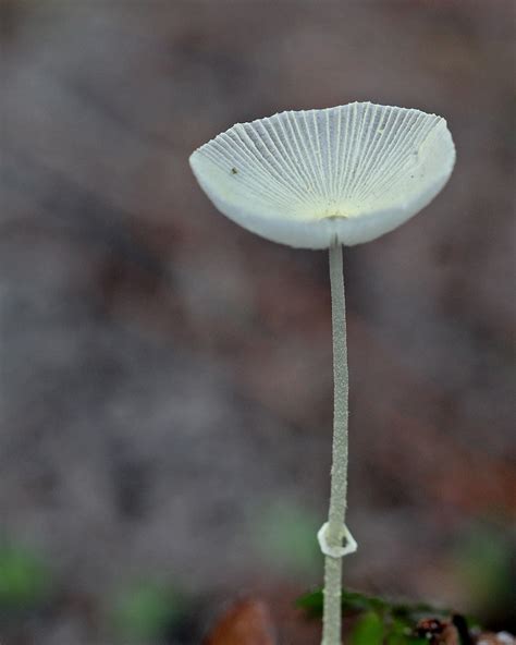 Fragile Dapperling Leucocoprinus Fragilissimus Split Oak Flickr