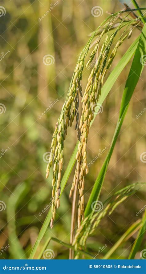 Spikelet Of Rice In The Field Stock Image Image Of Paddy Thailand