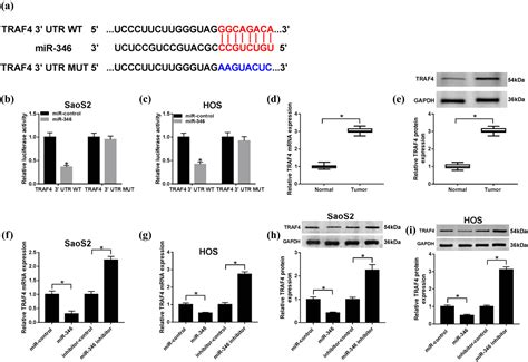 Lncrna Snhg15 Regulates Osteosarcoma Progression In Vitro And In Vivo