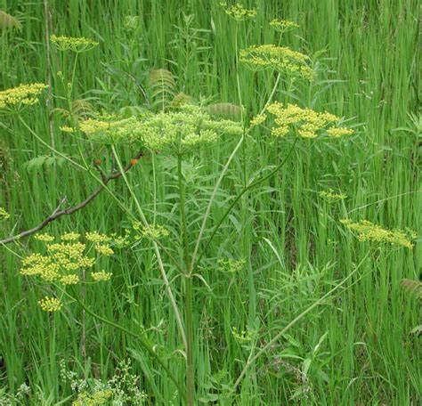 Wild Parsnip Pastinaca Sativa 05 Wild Flowers Of Sleepy Hollow