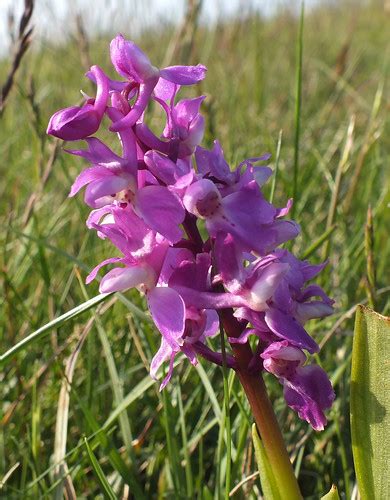 Early Purple Orchid Orchis Mascula Superdomain Neomura Flickr