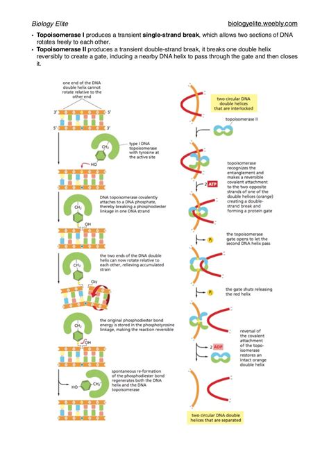 Dna Replication Repair And Recombination Notes