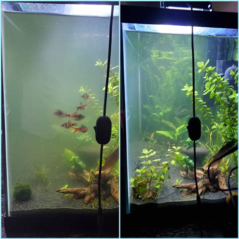 Algae bloom has been overcome! Before/after : r/Aquariums