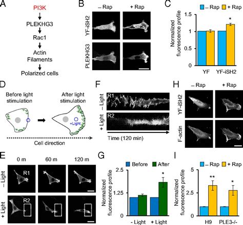 Plekhg Enhances Polarized Cell Migration By Activating Actin Filaments